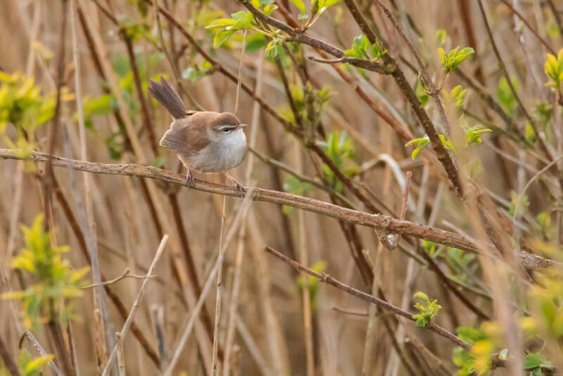 Bouscarle de Cetti